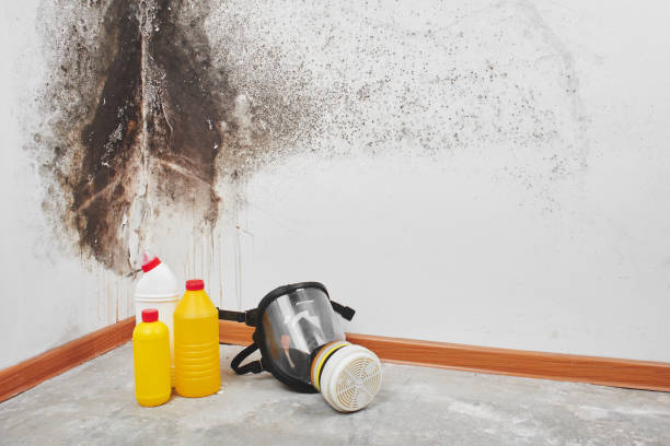 Mold Removal Process in Bunker Hill Village, TX