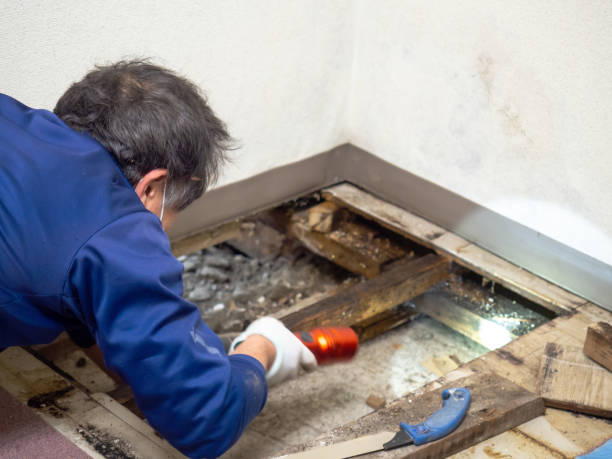 Best Certified Mold Removal  in Bunker Hill Village, TX