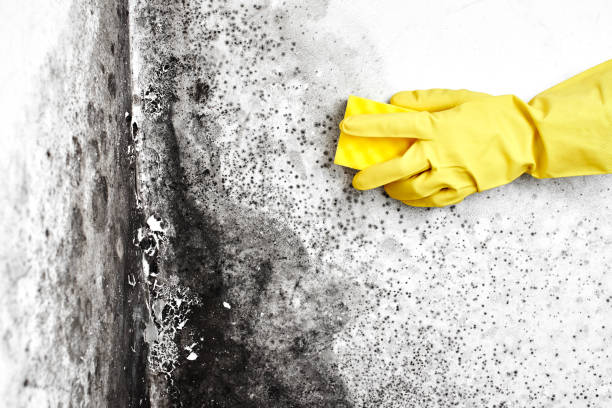 Best Mold Testing  in Bunker Hill Village, TX