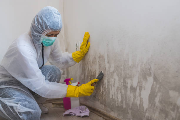 Best Professional Mold Removal  in Bunker Hill Village, TX