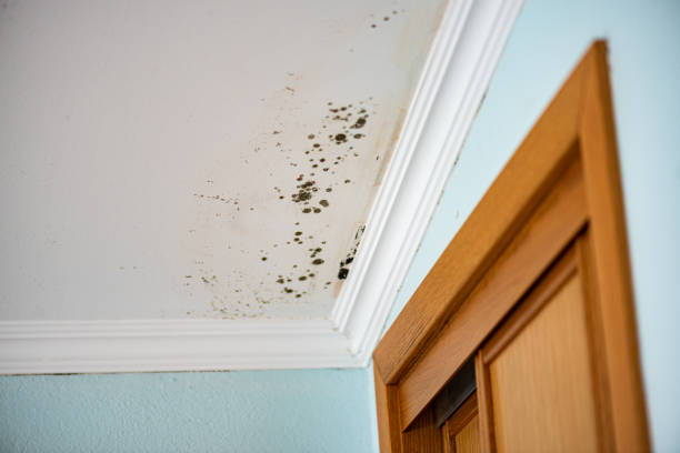 Best Emergency Mold Removal  in Bunker Hill Village, TX