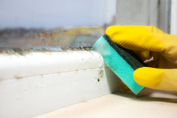 Best Mold Cleaning Services  in Bunker Hill Village, TX