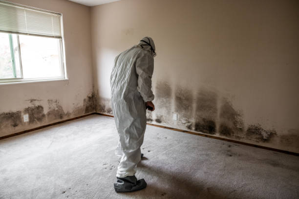 Best Residential Mold Removal  in Bunker Hill Village, TX